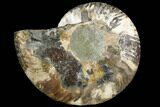 Agatized Ammonite Fossil (Half) - Agatized #91190-1